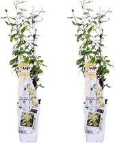 Klimplant – Toscaanse jasmijn (Trachelospermum jasminoides Star of Toscana) – Hoogte: 65 cm – van Botanicly