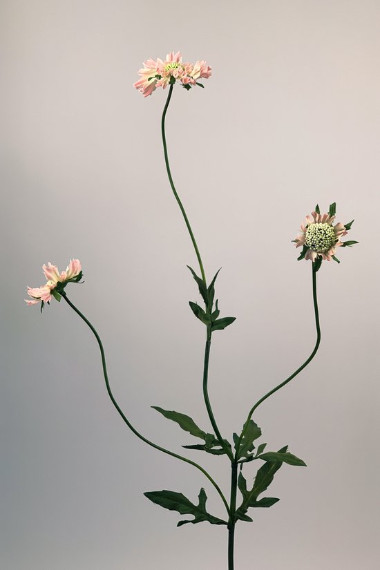 Zijden kunstbloem Scabiosa | Roze | Lengte 80 centimeter