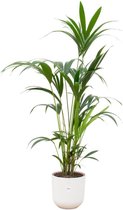 Kentia palm inclusief elho Jazz Round wit - Potmaat 26cm - Hoogte 160cm