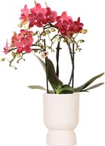 Kolibri Orchids | rode Phalaenopsis orchidee - Congo + Diabolo travertine - potmaat Ø9cm | bloeiende kamerplant - vers van de kweker