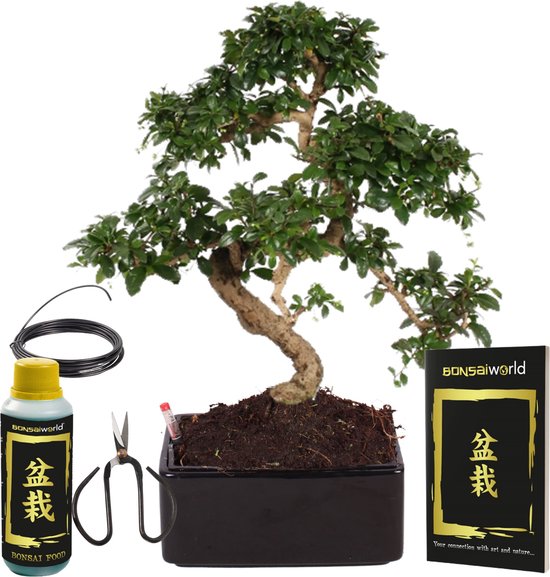 Foto: Vdvelde com bonsai boompje 12 jaar oud hoogte 25 30 cm complete starterskit