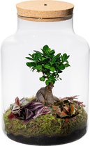 vdvelde.com - Ecosysteem plant met lamp - Ecoworld Bonsai Boom Biosphere - Planten terrarium - 1 Bonsai Boompje en 2 Gekleurde Terrarium Planten - Basic Glas XL - Ø 22 cm - Hoogte 33 cm