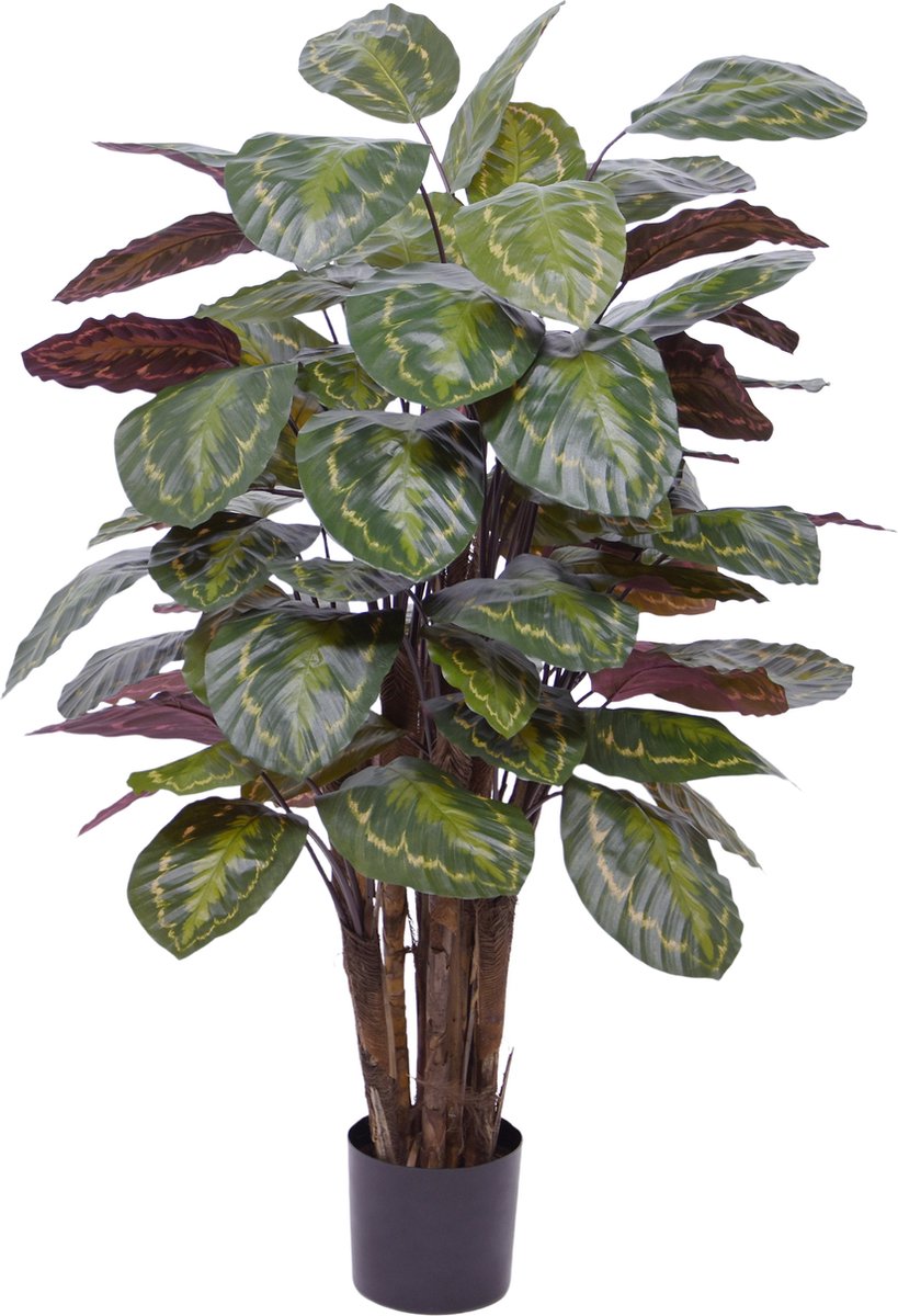 maxifleur Kunstplanten Calathea Roseopicta kunstplant Deluxe 125cm rood