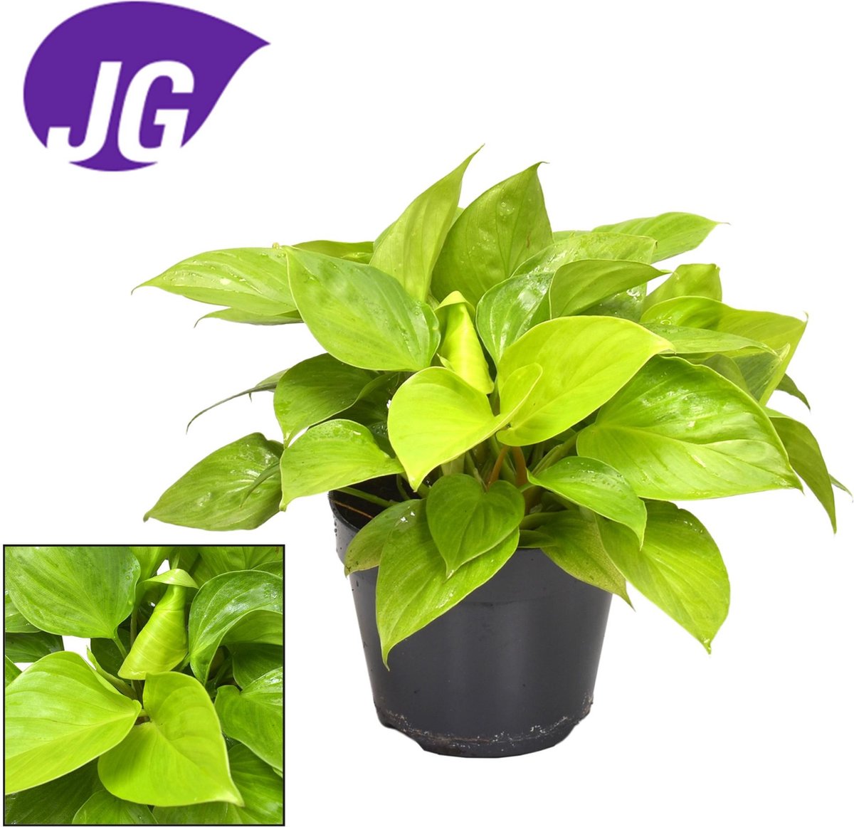 BOTANICLY Groene plant – Homalomena Lemon Lime (Homalomena Lemon Lime) – Hoogte: 30 cm – van