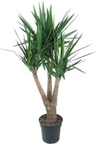Yucca – Palmlelie (Yucca) – Hoogte: 150 cm – van Botanicly