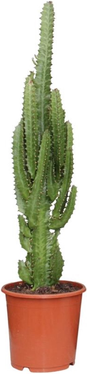 BOTANICLY Vetplant – Wolfsmelk (Euphorbia Trigona Rubra) – Hoogte: 70 cm – van