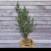 Fruitboom – Olijf boom (Olea europeae) – Hoogte: 110 cm – van Botanicly