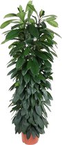 Groene plant – Afrikaanse vijgenboom (Ficus cyatistipula) – Hoogte: 150 cm – van Botanicly