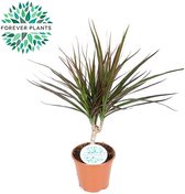 Groene plant – Drakenboom (Dracaena Magenta) – Hoogte: 55 cm – van Botanicly