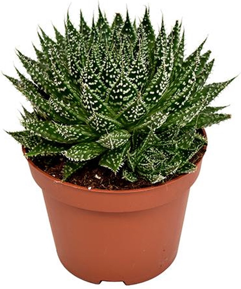 BOTANICLY Vetplant – Aloe Zambezi (Aloe Zambezi) – Hoogte: 17 cm – van