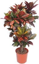 Groene plant – Croton (Codiaeum Petra Croton Petra) met bloempot – Hoogte: 130 cm – van Botanicly