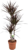 Groene plant – Drakenboom (Dracaena Magenta) – Hoogte: 120 cm – van Botanicly