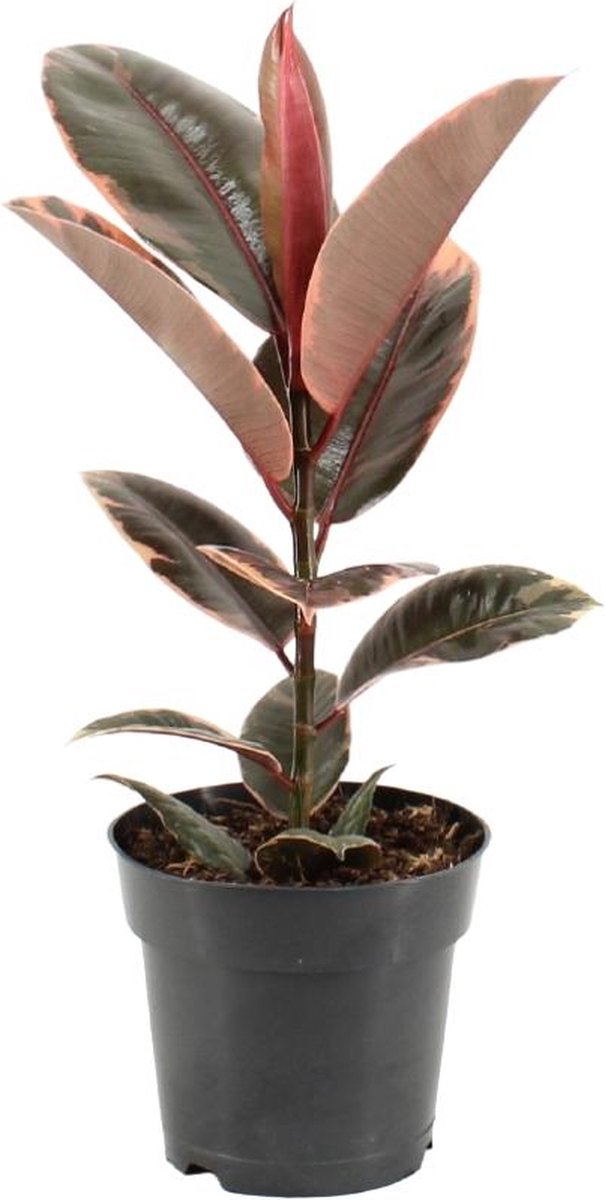 BOTANICLY Groene plant – Indische rubberboom rood (Ficus Elastica Belize) – Hoogte: 55 cm – van