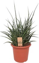 Vetplant – Vrouwentongen (Sansevieria Fernwood Punk) – Hoogte: 60 cm – van Botanicly