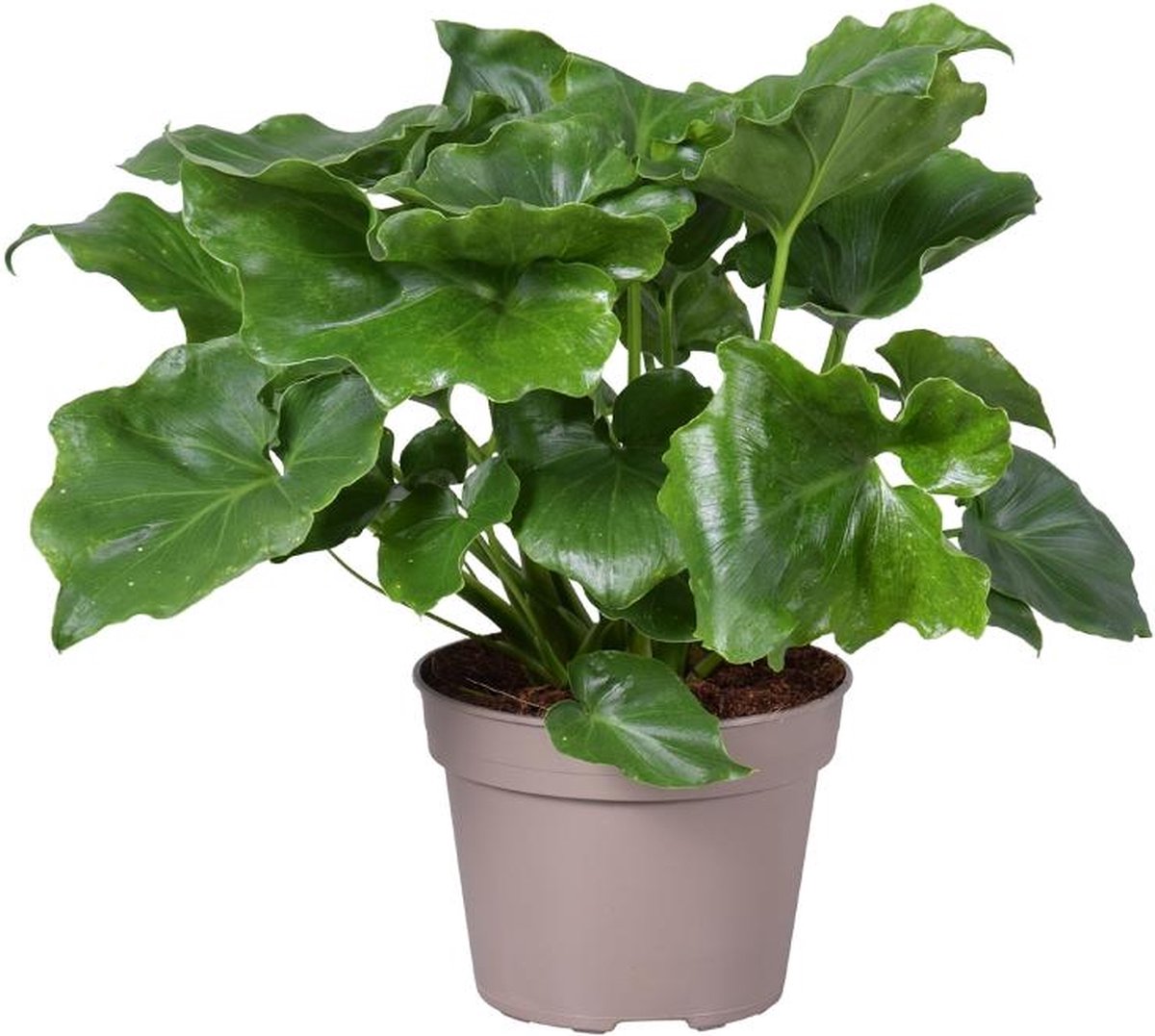 BOTANICLY Groene plant – Philodendron (Philodendron selloum) – Hoogte: 40 cm – van