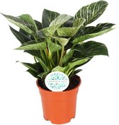 Groene plant – Philodendron (Philodendron Birkin) – Hoogte: 30 cm – van Botanicly