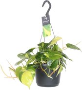 Groene plant – Philodendron (Philodendron scandens) met bloempot – Hoogte: 35 cm – van Botanicly