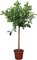 Groene plant – Afrikaanse vijgenboom (Ficus Cyathistipula) – Hoogte: 250 cm – van Botanicly