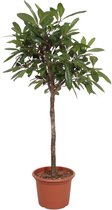Groene plant – Afrikaanse vijgenboom (Ficus Cyathistipula) – Hoogte: 180 cm – van Botanicly