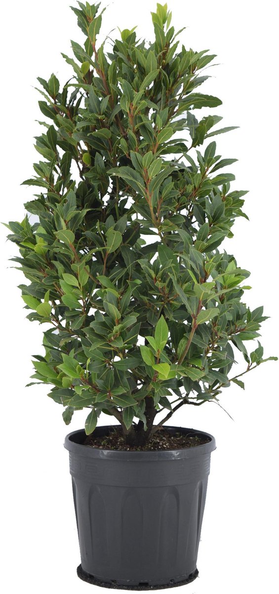 BOTANICLY Kruidenplant – Laurier (Laurus Nobilis) – Hoogte: 90 cm – van