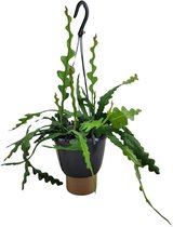 Cactus – Koraalcactus (Epiphyllum Anguliger) – Hoogte: 35 cm – van Botanicly