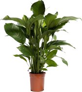 Groene plant – Lepelplant (Spathiphyllum) – Hoogte: 90 cm – van Botanicly