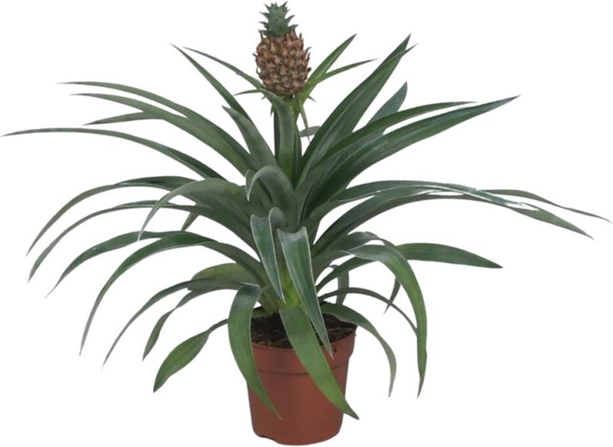 BOTANICLY Bromelia – Babyplantjes (Ananas Mi Amigo) – Hoogte: 40 cm – van