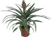 Bromelia – Babyplantjes (Ananas Mi Amigo) – Hoogte: 40 cm – van Botanicly