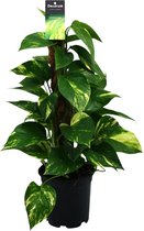 Groene plant – Epipremnum (Scindapsus Epipremnum) met bloempot – Hoogte: 50 cm – van Botanicly