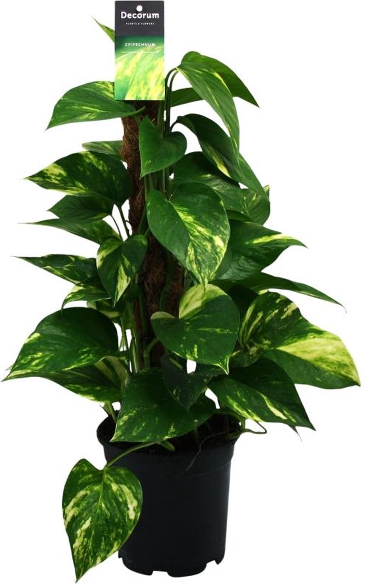 BOTANICLY Groene plant – Epipremnum (Scindapsus Epipremnum) met bloempot – Hoogte: 50 cm – van