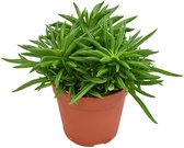 Groene plant – Roodsteelpeperomia (Peperomia Rotundifolia) – Hoogte: 15 cm – van Botanicly