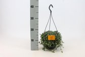 Groene plant – Pannenkoekenplant (Pilea Glauca) met bloempot – Hoogte: 25 cm – van Botanicly