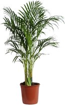 Goudpalm – Goudspalm (Dypsis lutescens) met bloempot – Hoogte: 120 cm – van Botanicly
