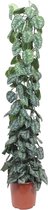 Groene plant – Drakenklimop (Scindapsus Pictus Trebie) – Hoogte: 160 cm – van Botanicly