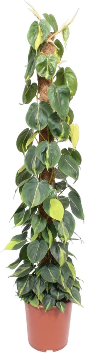 BOTANICLY Groene plant – Philodendron (Philodendron) – Hoogte: 150 cm – van