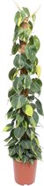 Groene plant – Philodendron (Philodendron) – Hoogte: 150 cm – van Botanicly