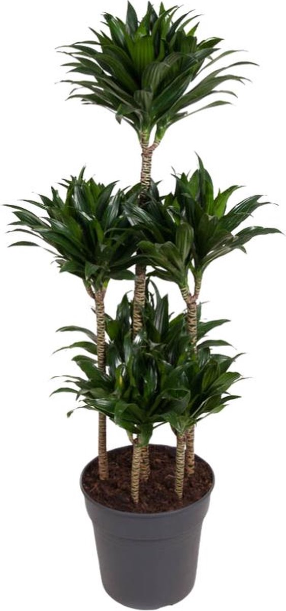 BOTANICLY Groene plant – Drakenboom (Dracaena compacta) – Hoogte: 130 cm – van