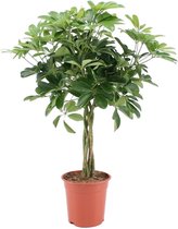 Groene plant – Vingersboom (Schefflera arboricola) – Hoogte: 75 cm – van Botanicly