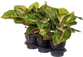 Groene plant – Epipremnum (Aglaonema) – Hoogte: 60 cm – van Botanicly