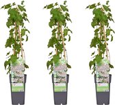 Klimplant – Bamboe (Fallopia baldschuanica Russian Vine) – Hoogte: 60 cm – van Botanicly