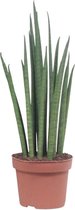 Vetplant – Vrouwentongen (Sansevieria Mikado) – Hoogte: 40 cm – van Botanicly