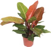 Groene plant – Philodendron (Philodendron Prince Of Orange) – Hoogte: 45 cm – van Botanicly