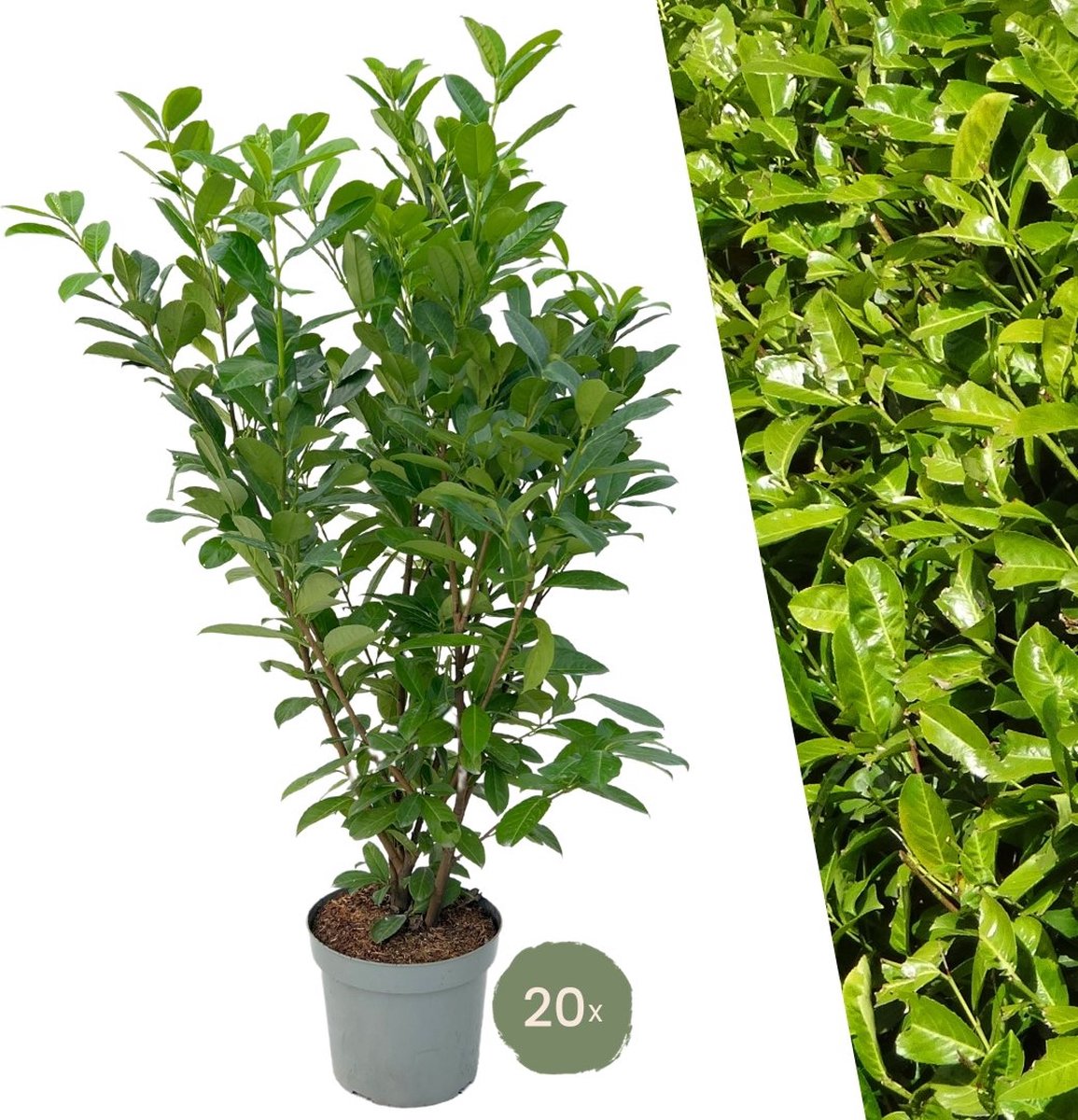 Plants by Frank | 20 Extra grote Laurierkers Rotundifolia voor 10 strekkende meter haag | ↨ 125-150 cm in 15 liter pot | Prunus Rotundifolia | Haagplanten | Haagplanten Wintergroen | Haagplanten | Laurierplant