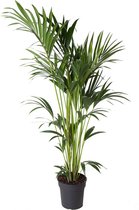 Goed & Groen - Howea Forsteriana (kentia) - Kentia Palm - XL -↨ 150cm - Potmaat 24 - Exclusieve Kwaliteit Planten - Kamer Plant - Kamerplanten - Sfeer - Interieur