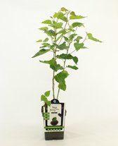Dwergmoerbei - Morus rotundiloba 'Mojo Berry' - hoogte 50 - 60 cm