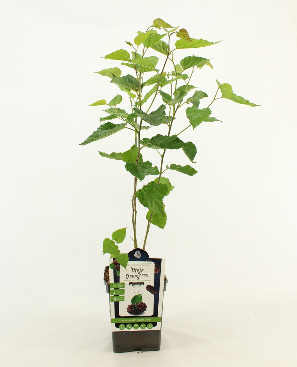 Dwergmoerbei - Morus rotundiloba 'Mojo Berry' - hoogte 50 - 60 cm