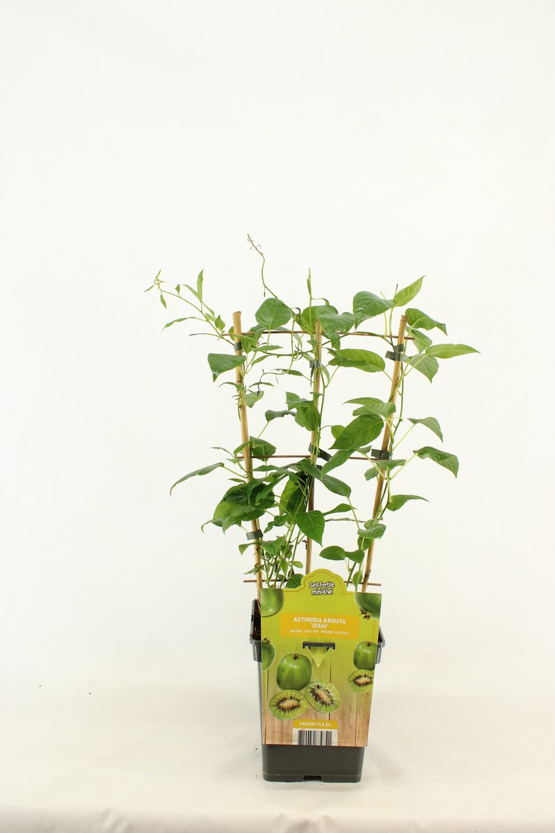 Kiwi - Actinidia arguta 'Issai' - op Rek - hoogte 60 - 70 cm