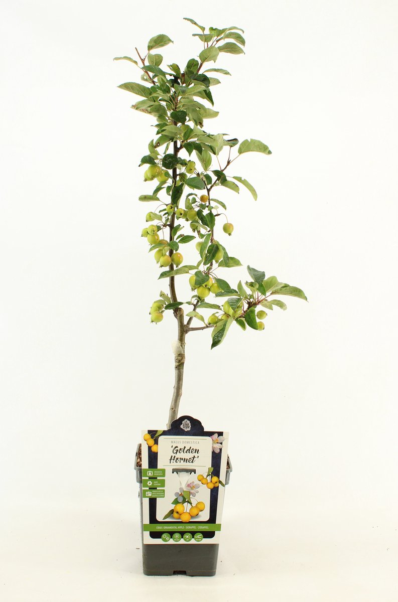 Patio Sierappel - Malus 'Golden Hornet' - Sierboom - hoogte 80 - 90 cm