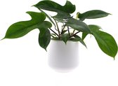 Intenz | Philodendron | Florida Green | 30cm | keramieken pot 12cm | Jungle