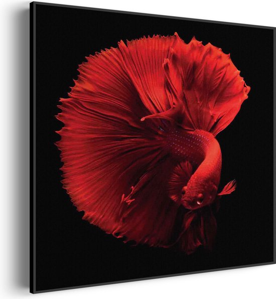 Akoestisch Schilderij Red Dragon Siamese Fighting Fish Vierkant Basic S (50 X 50 CM) - Akoestisch paneel - Akoestische Panelen - Akoestische wanddecoratie - Akoestisch wandpaneel
